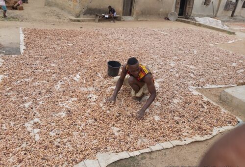 Nigeria’s cocoa exports to US surge to 2m in 2025