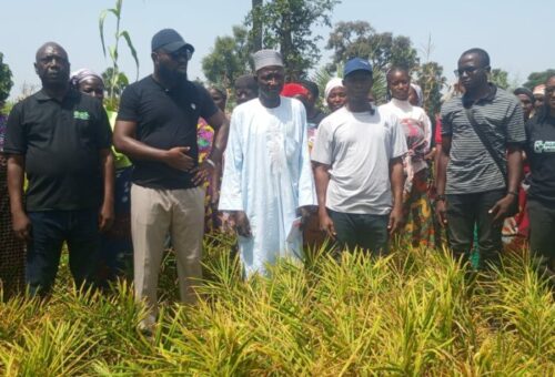 BoA Targets 3m Tonnes Of Ginger Production In 5 Years
