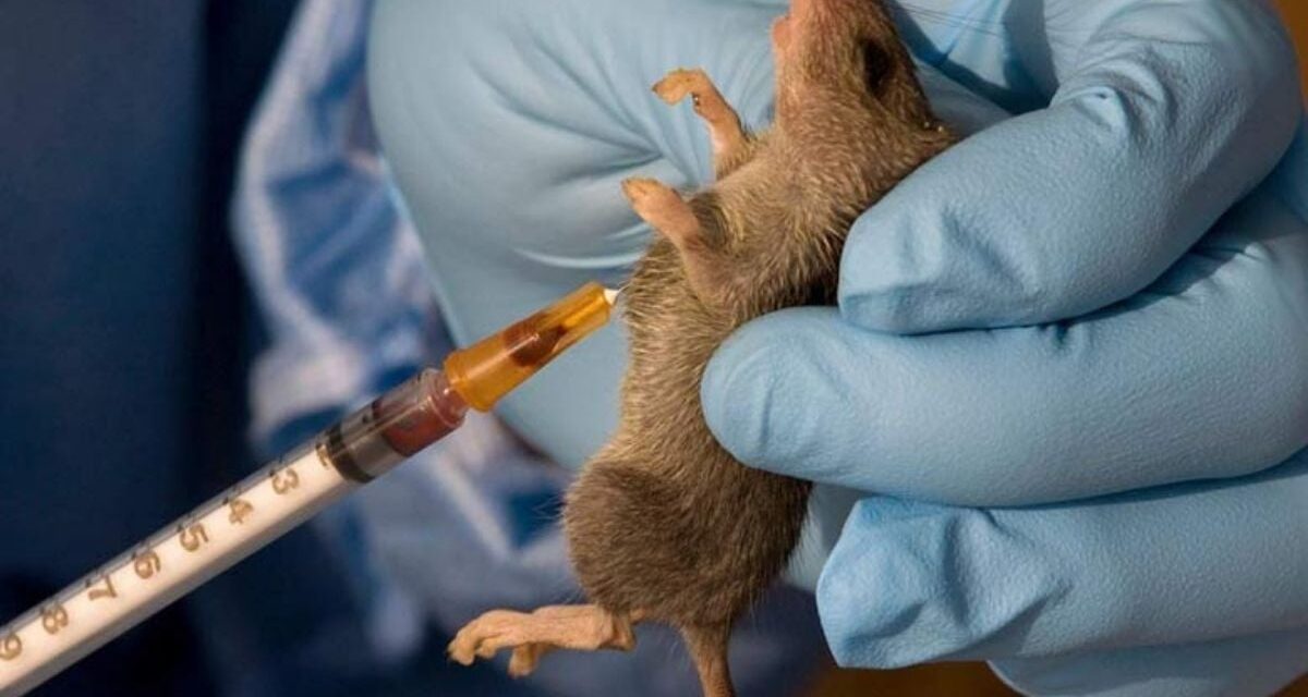 NCDC records 259 Lassa fever deaths, 1,104 confirmed cases in 2026