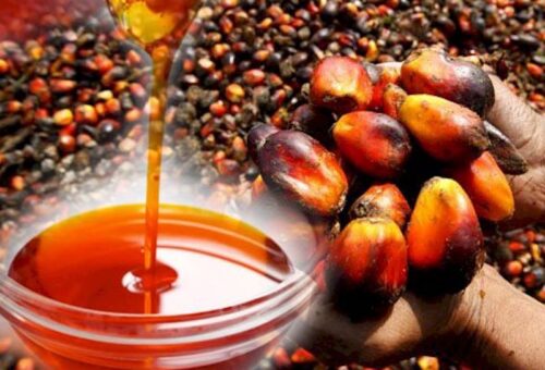 Firm Drives Financing of Oil Palm Industry to Boost National Output – THISDAYLIVE