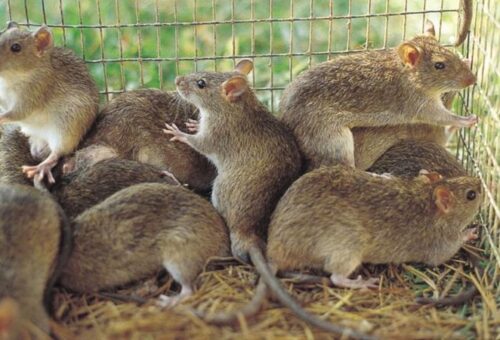 Nigeria records 268 Lassa fever deaths as fatality rate rises to 23.6%- NCDC