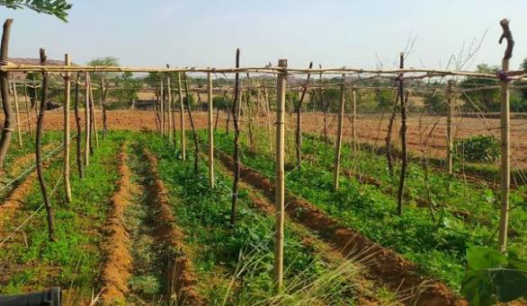 How women’s vegetable farming is transforming household livelihoods in Kaduna
