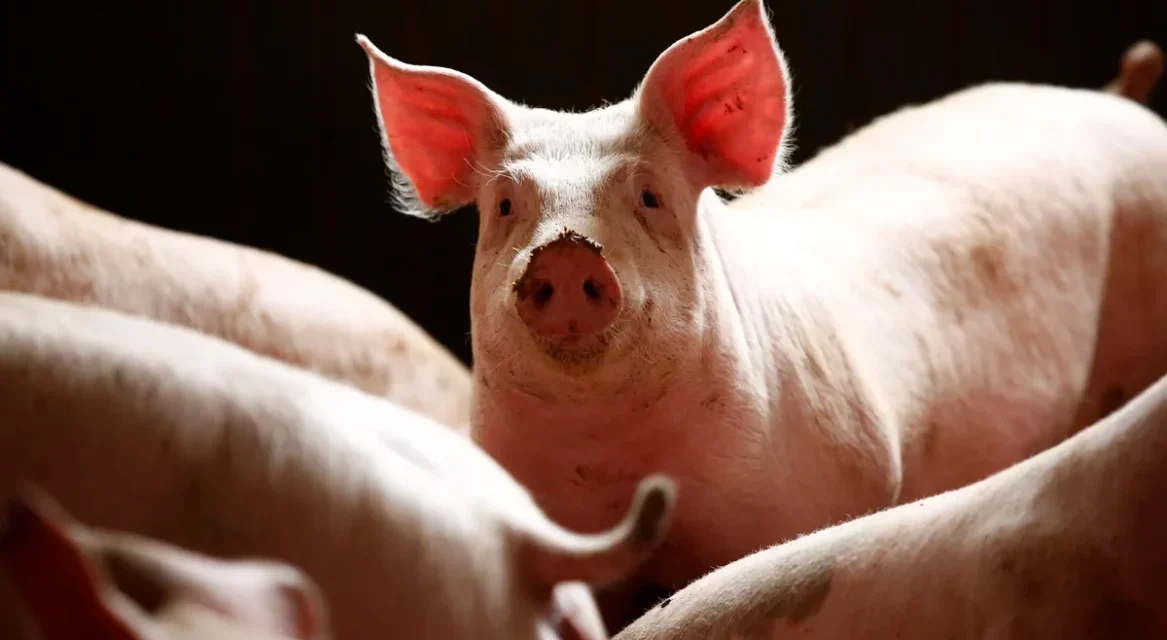Ogun Govt Cautions Pig Farmers On Swine Fever Outbreak