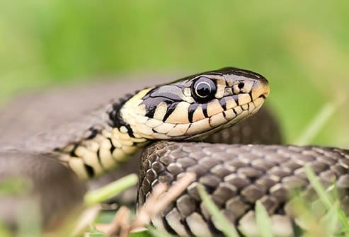 Benue spends N160m on treatment of snakebite cases among IDPs – Daily Trust